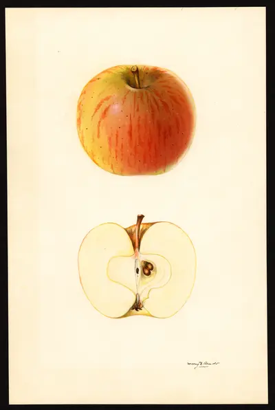USDA watercolor illustration of Richard's Graft