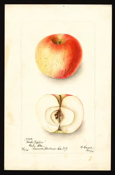 USDA watercolor illustration of Rock Pippin