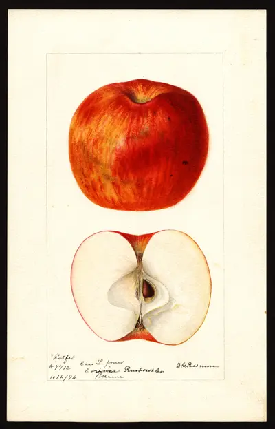 USDA watercolor illustration of Rolfe