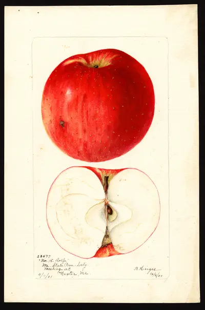 USDA watercolor illustration of Rolfe