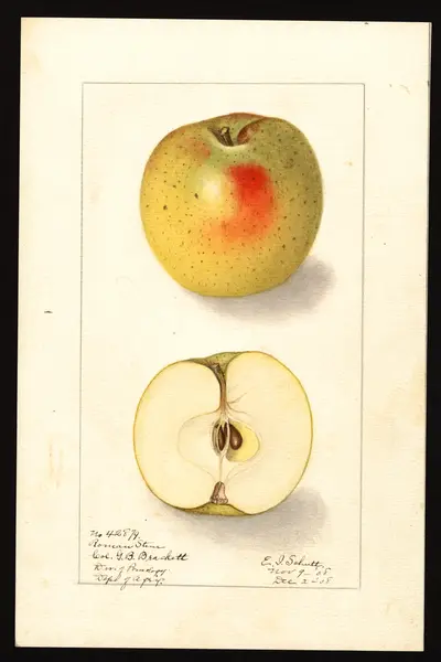USDA watercolor illustration of Roman Stem