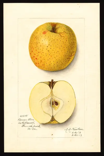 USDA watercolor illustration of Roman Stem