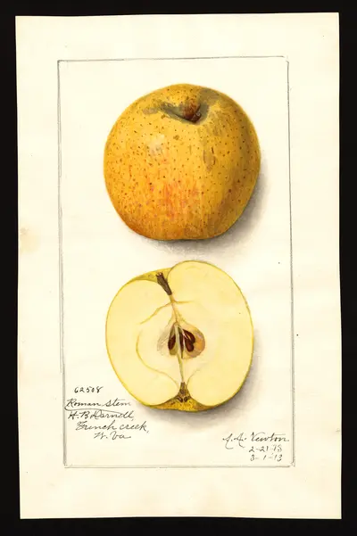 USDA watercolor illustration of Roman Stem