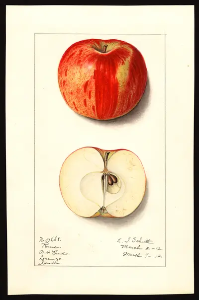 USDA watercolor illustration of Rome