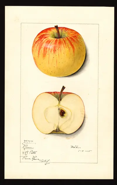 USDA watercolor illustration of Rome