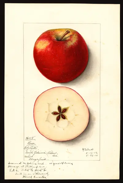 USDA watercolor illustration of Rome