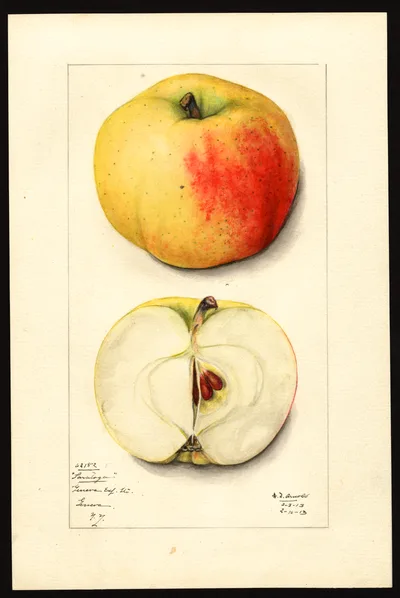 USDA watercolor illustration of Saratoga