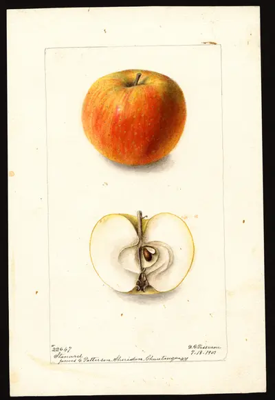 USDA watercolor illustration of Stanard
