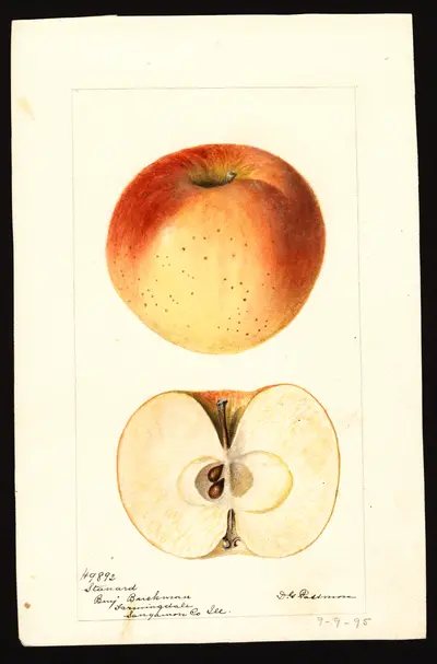 USDA watercolor illustration of Stanard