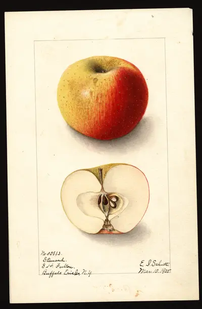 USDA watercolor illustration of Stanard
