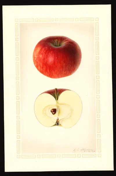 USDA watercolor illustration of Stanard