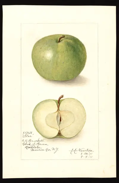 USDA watercolor illustration of Star