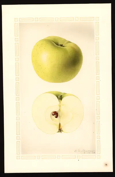 USDA watercolor illustration of Starr