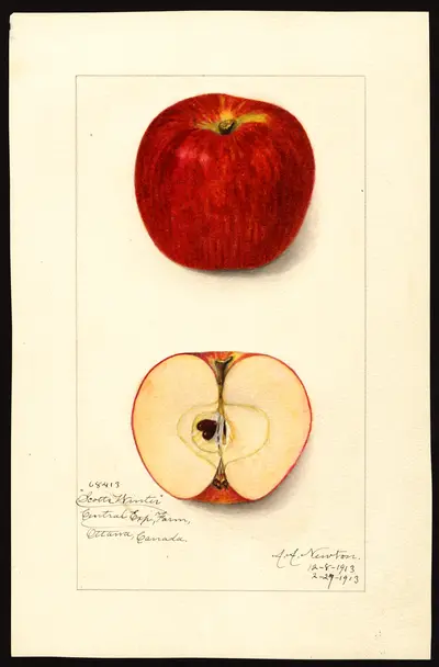 USDA watercolor illustration of Scott's Winter