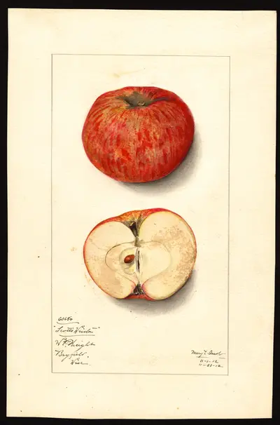 USDA watercolor illustration of Scott's Winter
