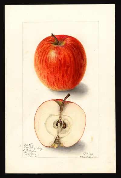 Watercolor of Scarlet Cranberry