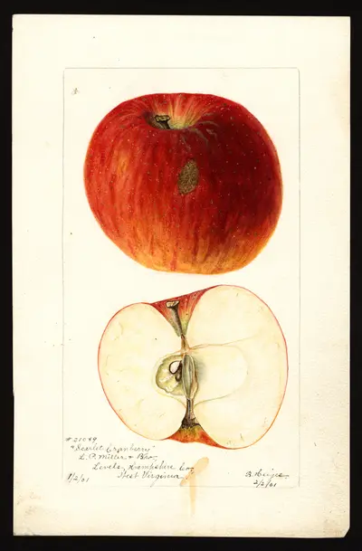 USDA watercolor illustration of Scarlet Cranberry