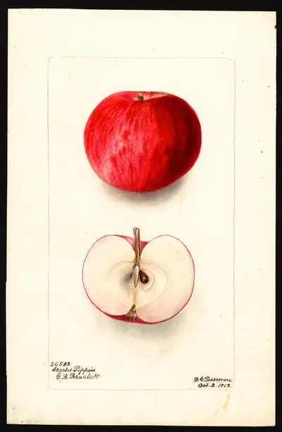 USDA watercolor illustration of Scarlet Pippin