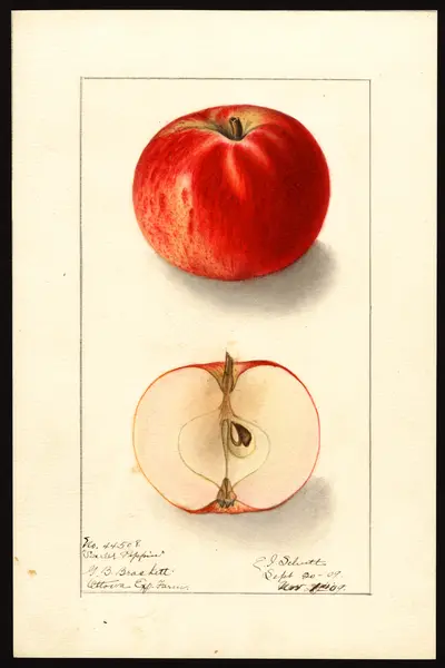 USDA watercolor illustration of Scarlet Pippin