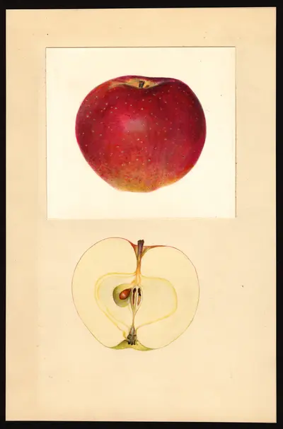 USDA watercolor illustration of Macoun