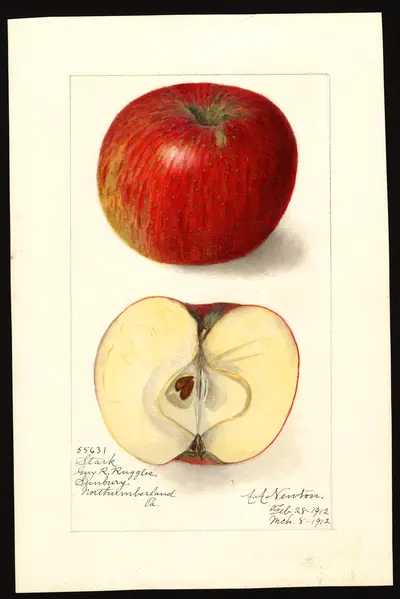 USDA watercolor illustration of Stark