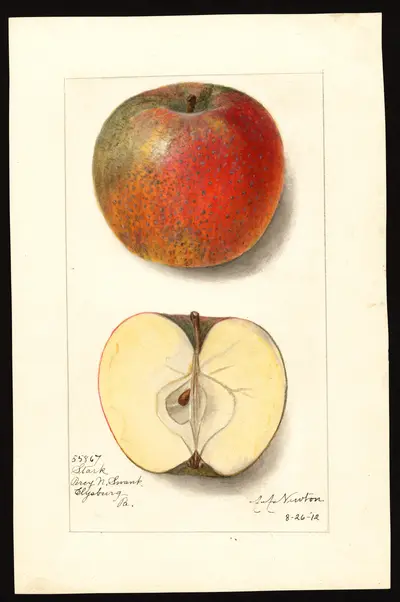 USDA watercolor illustration of Stark