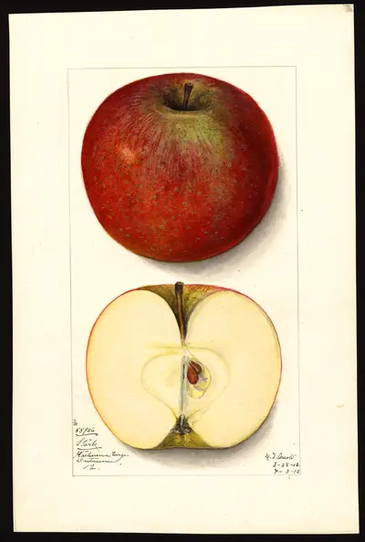 USDA watercolor illustration of Stark
