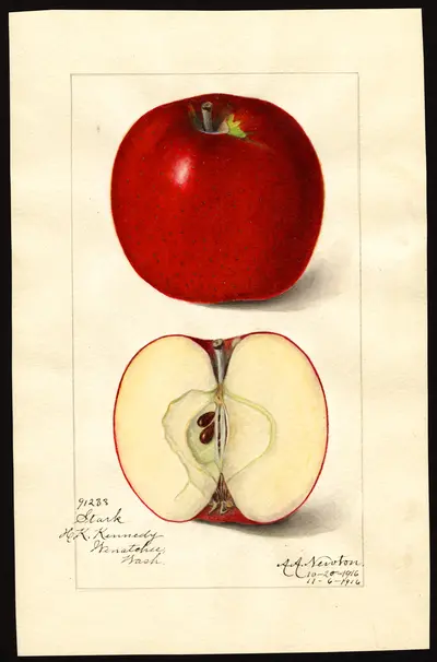 USDA watercolor illustration of Stark