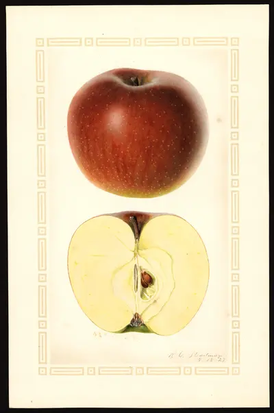 USDA watercolor illustration of Stark