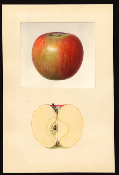 USDA watercolor illustration of Stark