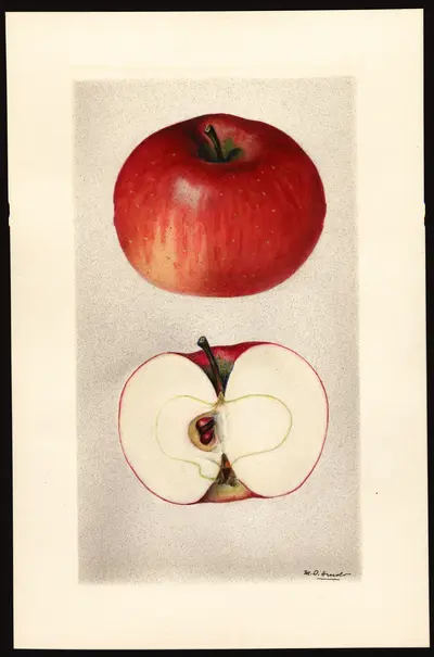 USDA watercolor illustration of Shiawassee