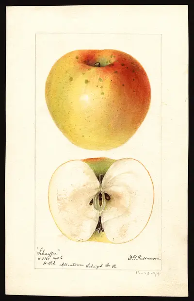 USDA watercolor illustration of Shaffer