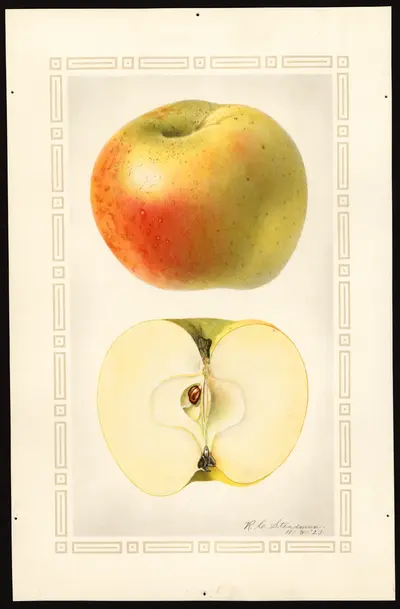 Watercolor of Ernst's Pippin