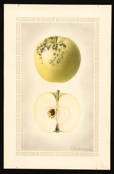 USDA watercolor illustration of Shoemaker