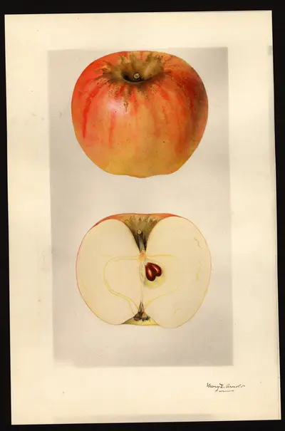 Watercolor of Sierra Beauty