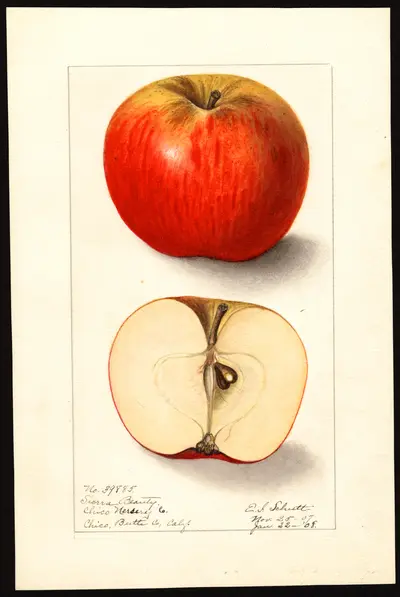 USDA watercolor illustration of Sierra Beauty