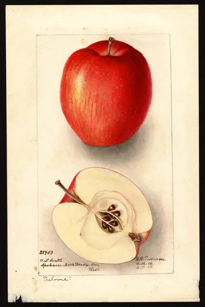 USDA watercolor illustration of Salome