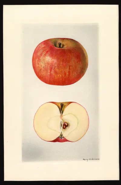 USDA watercolor illustration of Salome