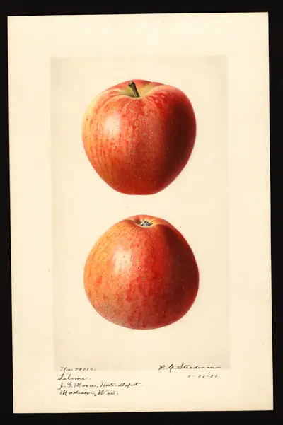 USDA watercolor illustration of Salome