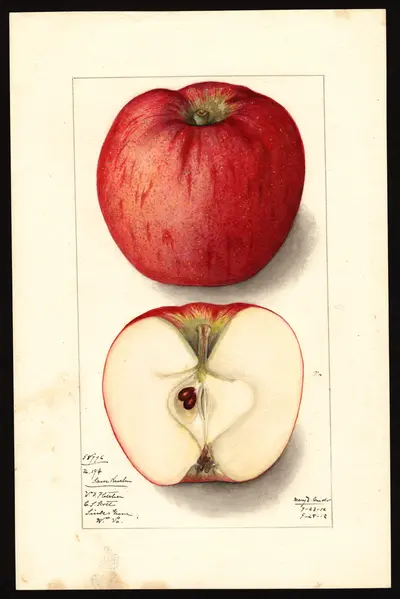 USDA watercolor illustration of Sam Kuehn Sweet
