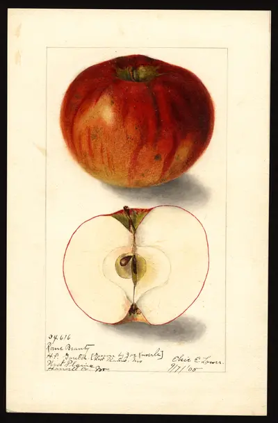 Watercolor of Rome Beauty