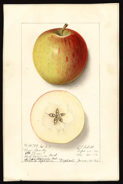 USDA watercolor illustration of Rome Beauty