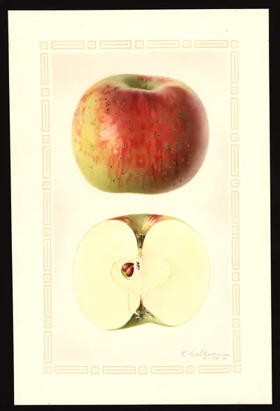 USDA watercolor illustration of Domine