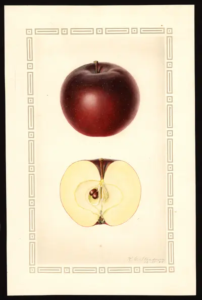 USDA watercolor illustration of King David