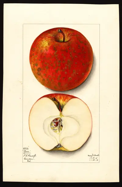 USDA watercolor illustration of Rome