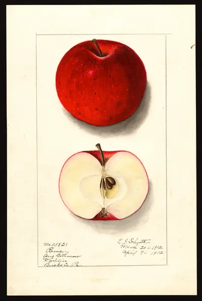 USDA watercolor illustration of Rome