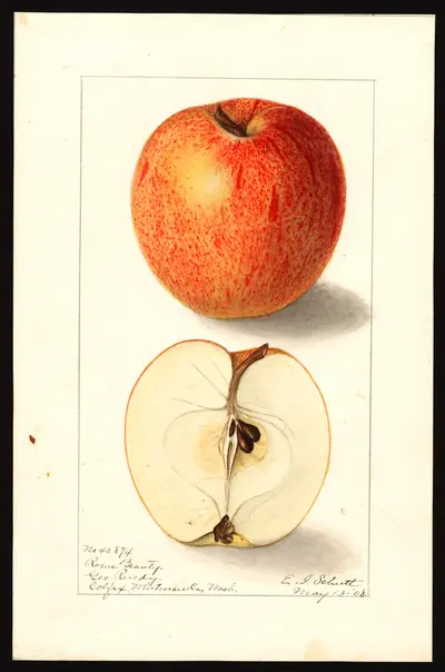 USDA watercolor illustration of Rome Beauty