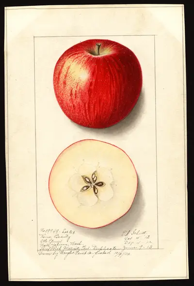 USDA watercolor illustration of Rome Beauty