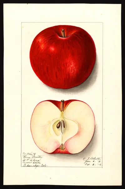 USDA watercolor illustration of Rome Beauty