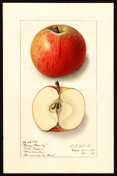 USDA watercolor illustration of Rome Beauty